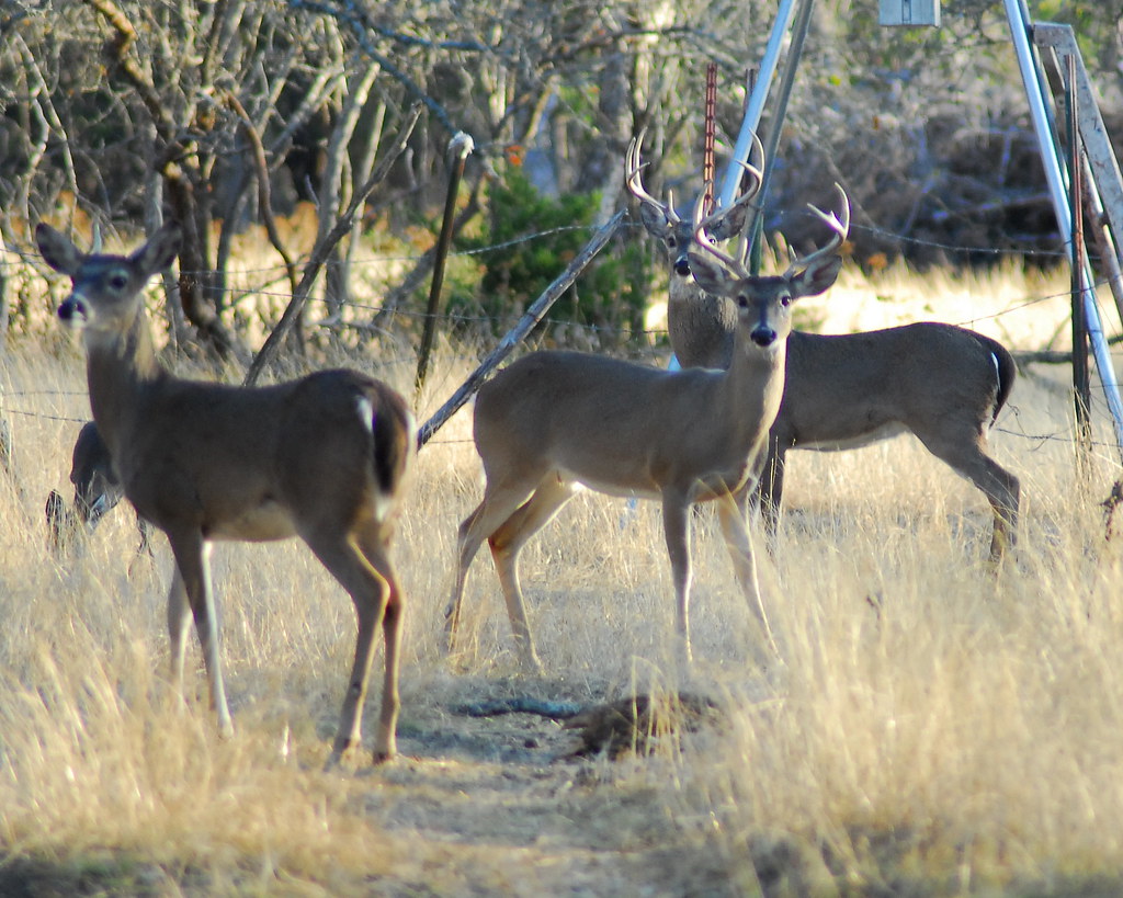 7 Top Hunting Weapons for Deer: A Comprehensive Guide